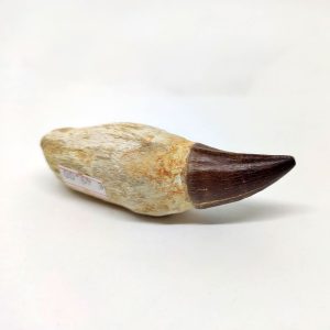 Dente Di Mosasaurus Fossile